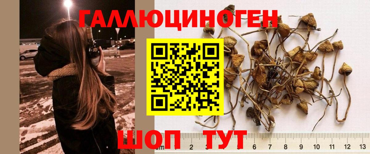 где купить наркоту  Вход с VPN  Медногорск  Галлюциногенные грибы Cubensis 